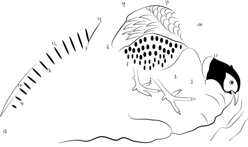 Ringnecked Pheasant Drink A Water printable dot to dot worksheet