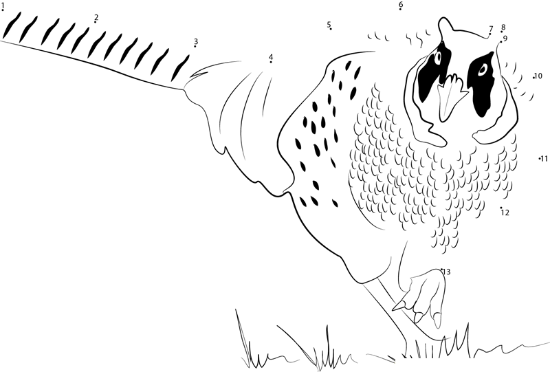 Ringnecked Pheasant Looking Towards Me dot to dot worksheets