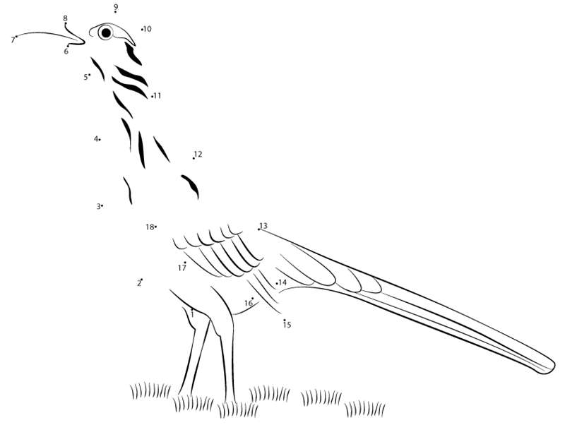 Roadrunner Standing On Grass dot to dot worksheets