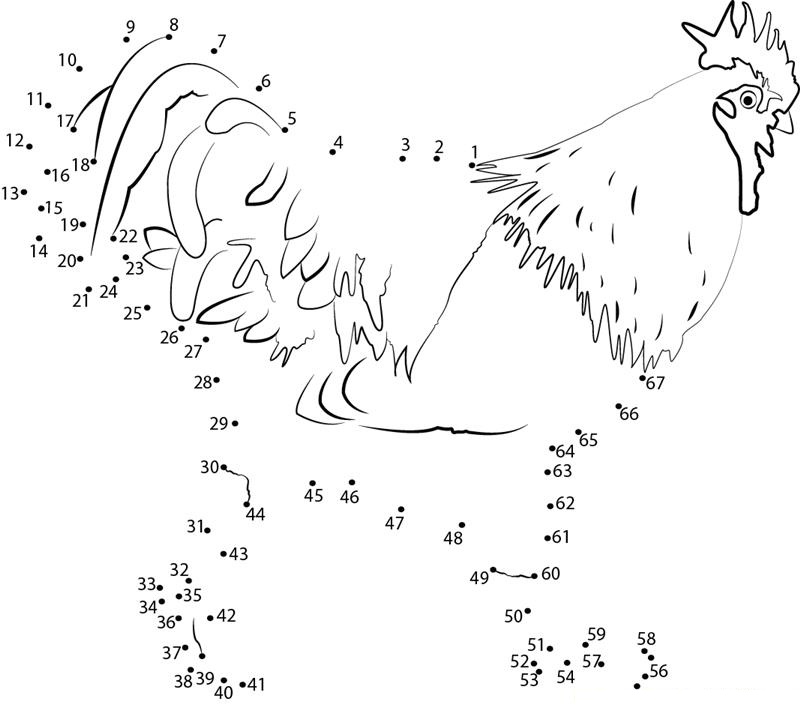 Rooster printable dot to dot worksheet