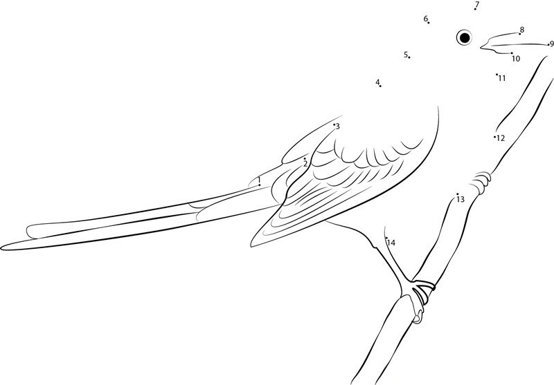 Black Scissortailed Flycatcher printable dot to dot worksheet