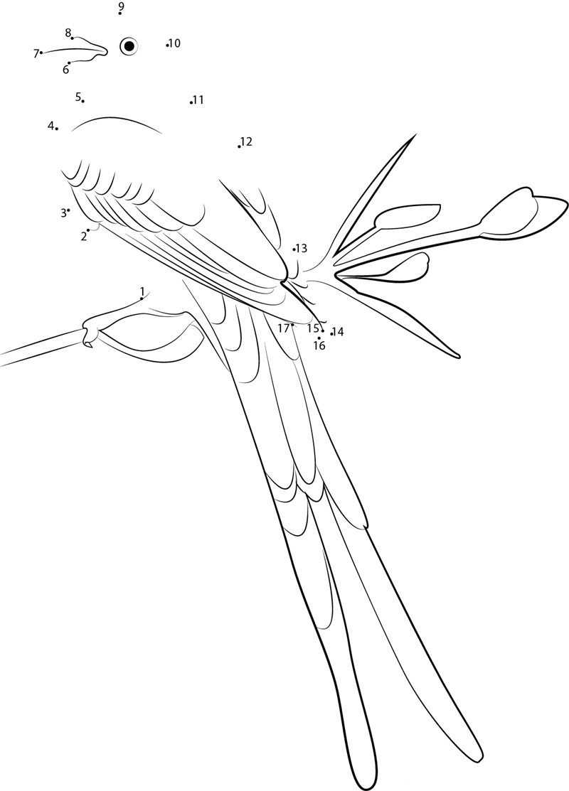 Cool Scissortailed Flycatcher printable dot to dot worksheet