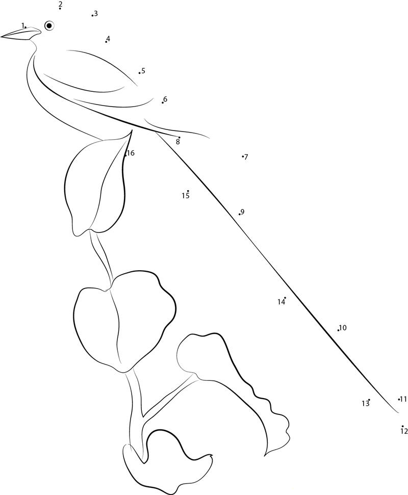 Female Scissortailed Flycatcher printable dot to dot worksheet