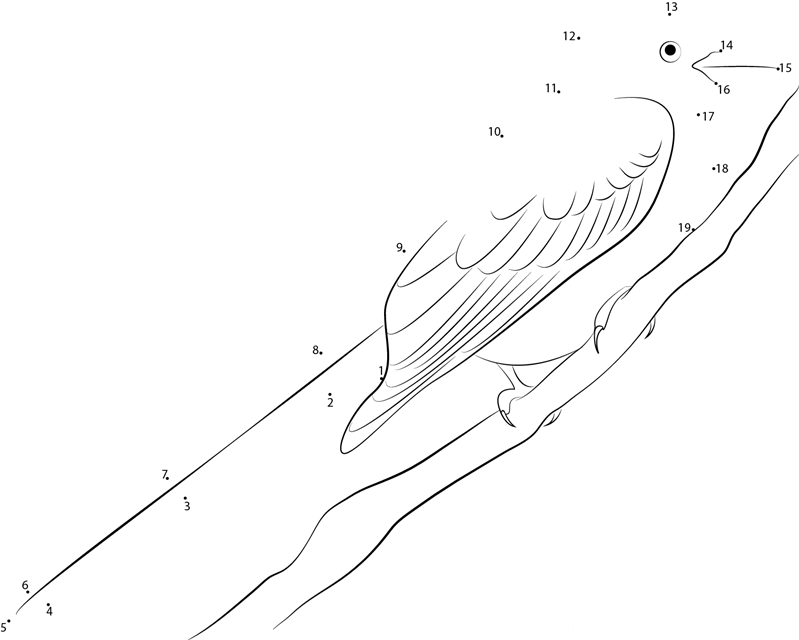 Large Scissortailed Flycatcher dot to dot worksheets