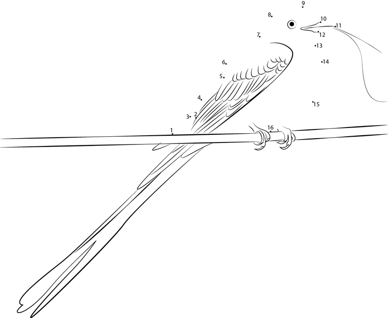 Original Scissortailed Flycatcher dot to dot worksheets