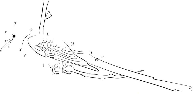 Scissortailed Flycatcher At Early Morning dot to dot worksheets