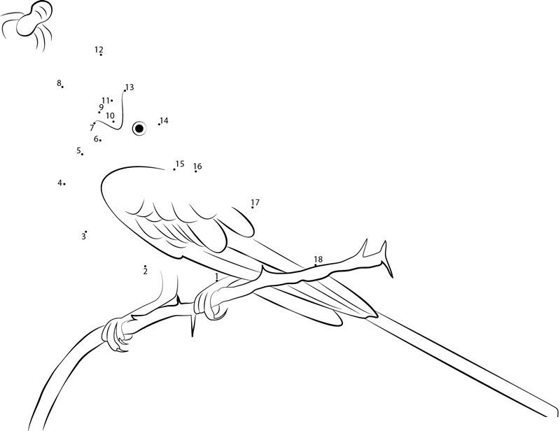 Scissortailed Flycatcher At Tampico Mexico printable dot to dot worksheet