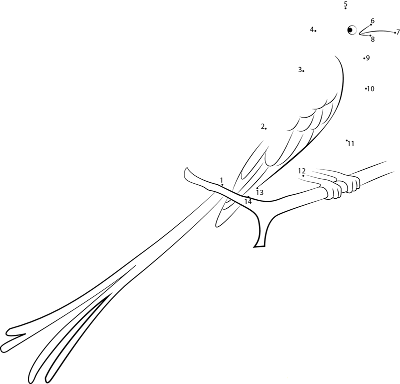 Scissortailed Flycatcher Birds Of Arkansas printable dot to dot worksheet