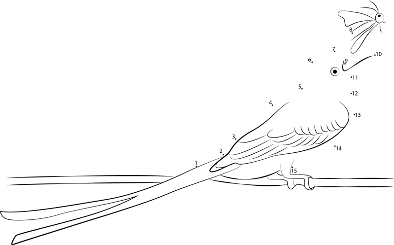 Scissortailed Flycatcher Eating Butterfly printable dot to dot worksheet