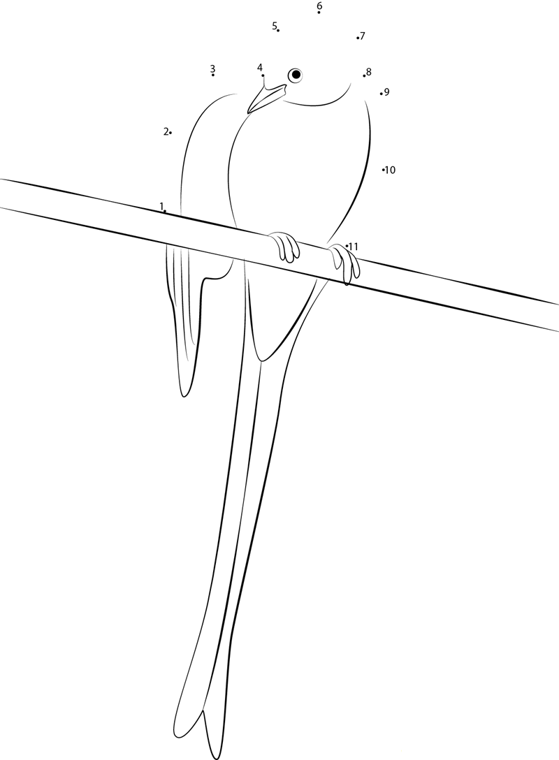 Scissortailed Flycatcher On Fence printable dot to dot worksheet