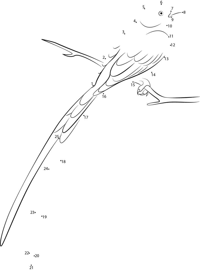 Swallowtailed Flycatcher printable dot to dot worksheet