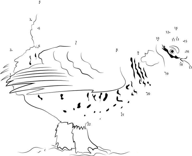 Provincial Bird Sharptailed Grouse printable dot to dot worksheet