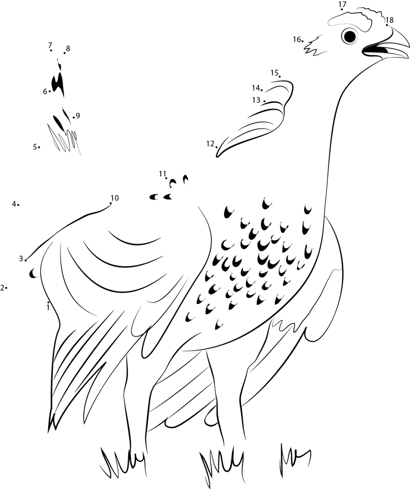 Sharptail Grouse In Spring printable dot to dot worksheet