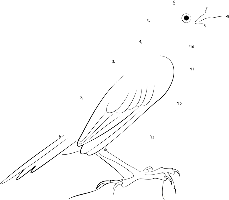 Saltmarsh Sharp Tailed Sparrow printable dot to dot worksheet