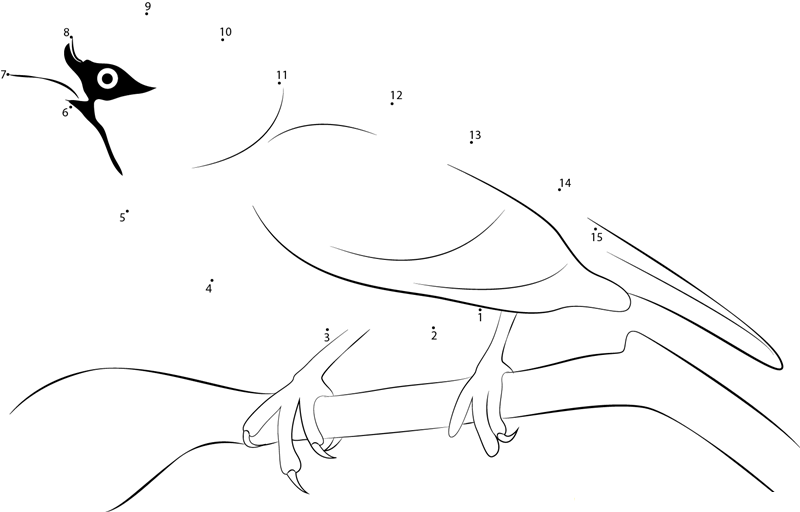 Study On Song Sparrows printable dot to dot worksheet