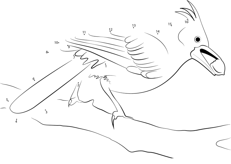 Longcrested Jay printable dot to dot worksheet