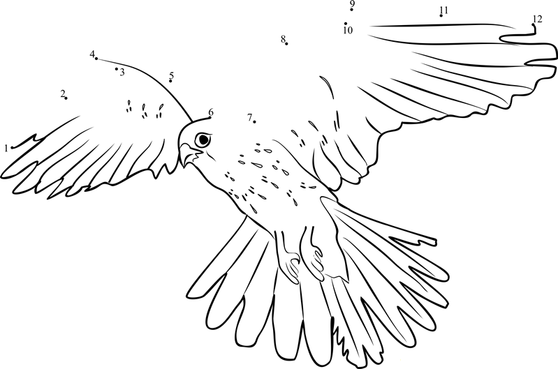 Common Kestrel The National Bird Of Belgium printable dot to dot worksheet