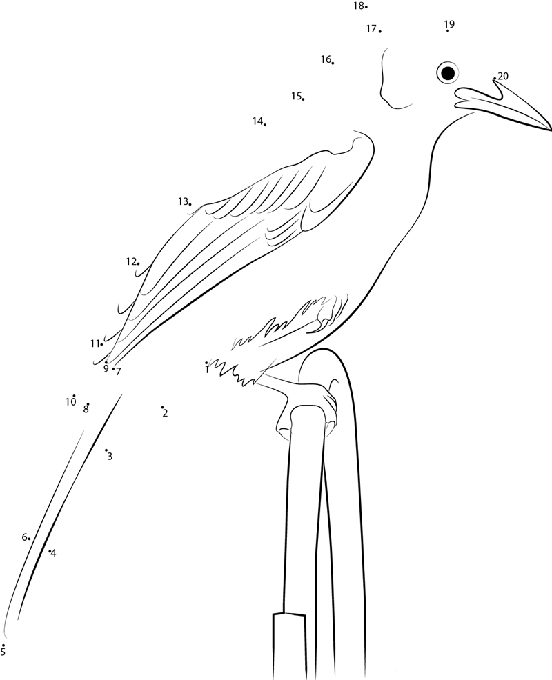 Steller X27 S Jay Is The Provincial Bird printable dot to dot worksheet