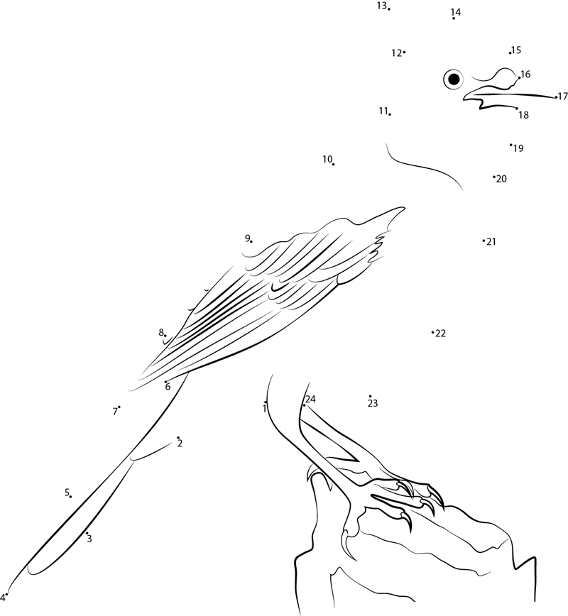 Steller X27 S Jay Natures Pics printable dot to dot worksheet