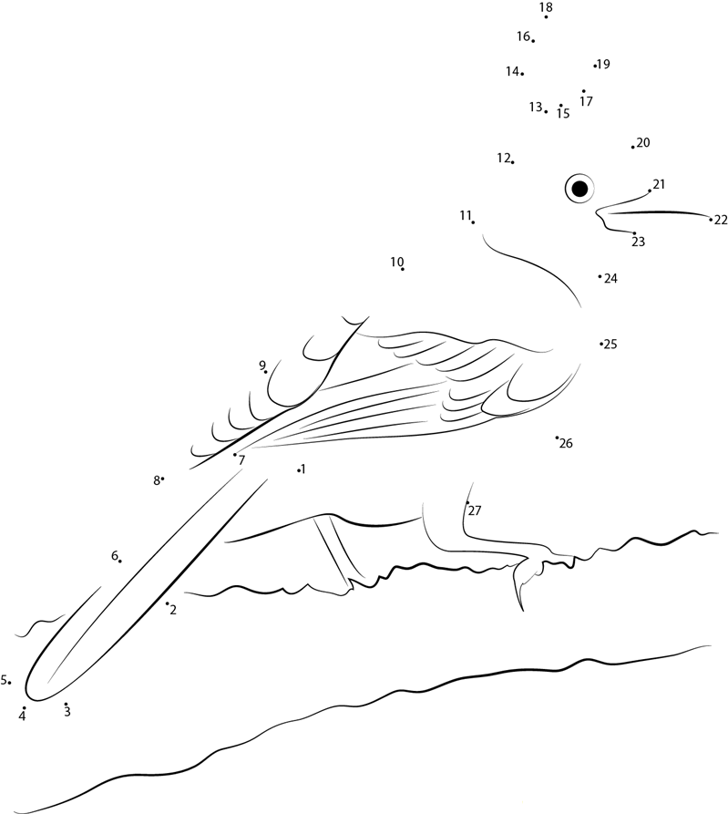 Steller X27 S Jays Live In Conifer Forests printable dot to dot worksheet