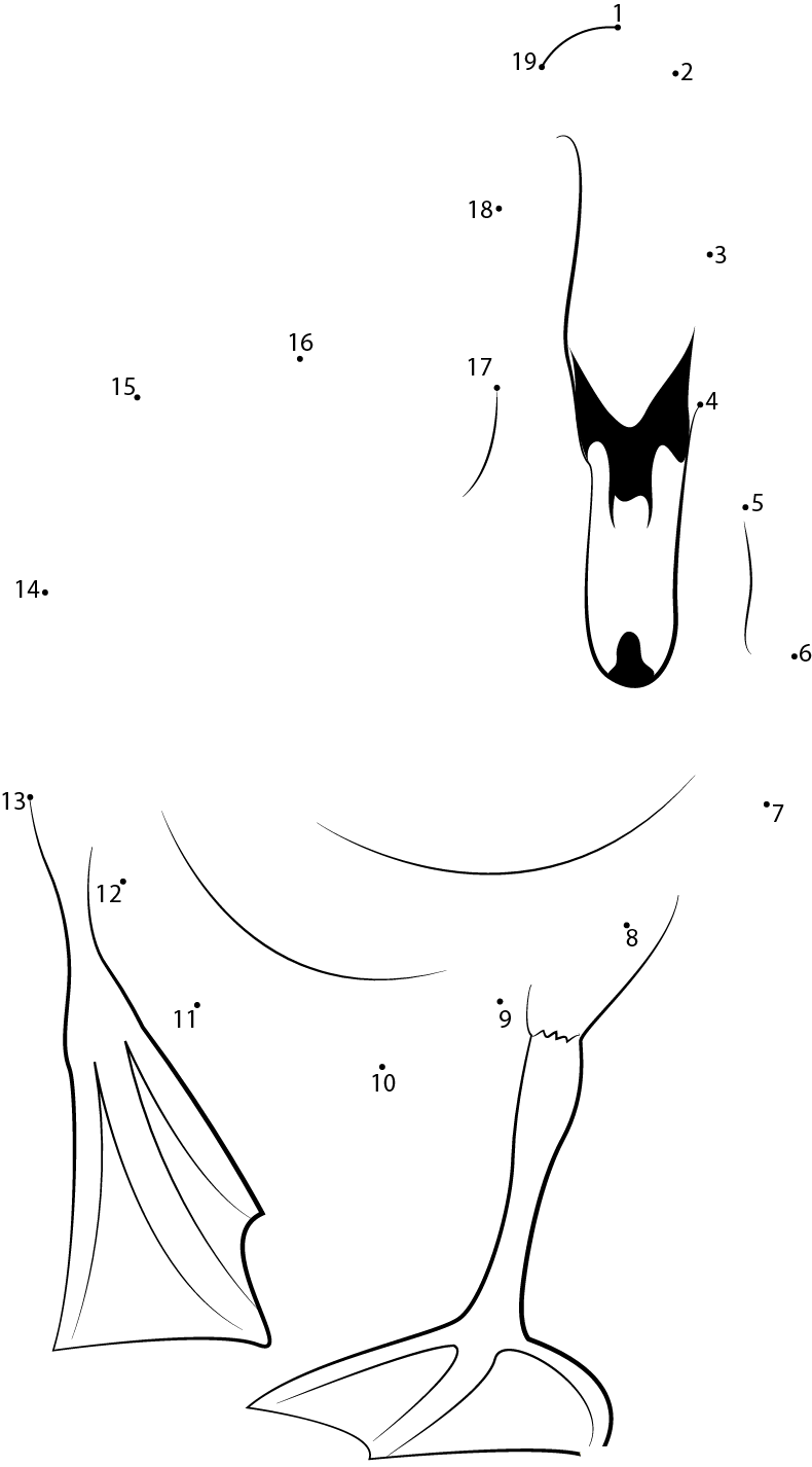 Cygnus printable dot to dot worksheet