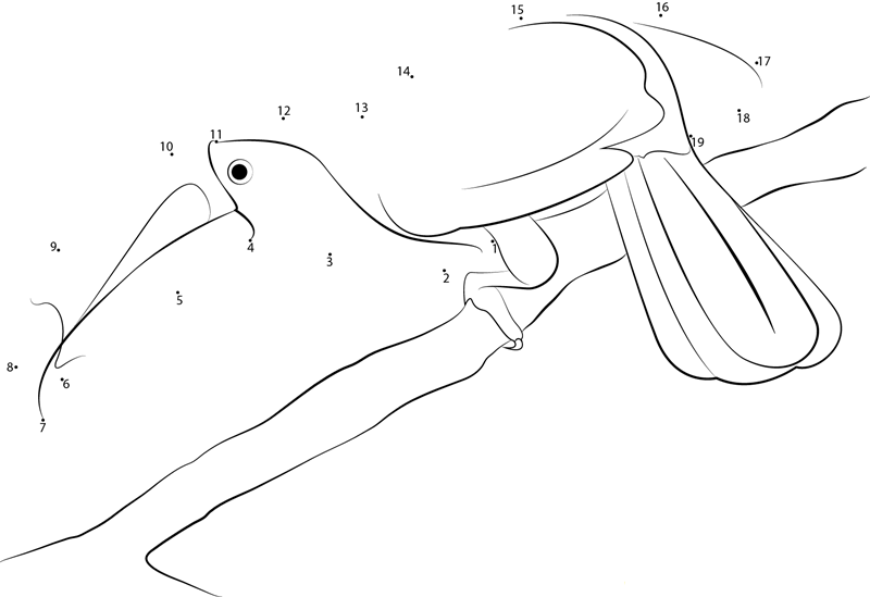 Yellowridged Toucan printable dot to dot worksheet