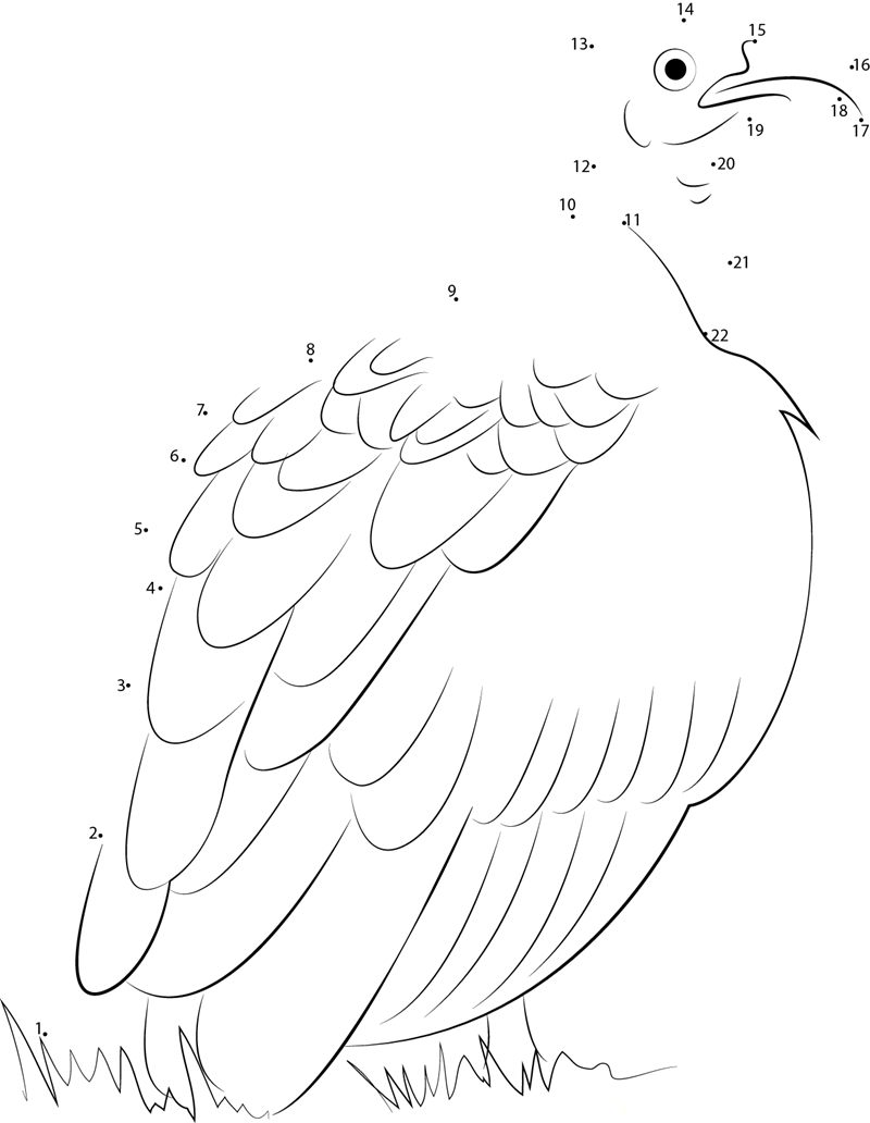 Greater Yellowheaded Vulture printable dot to dot worksheet