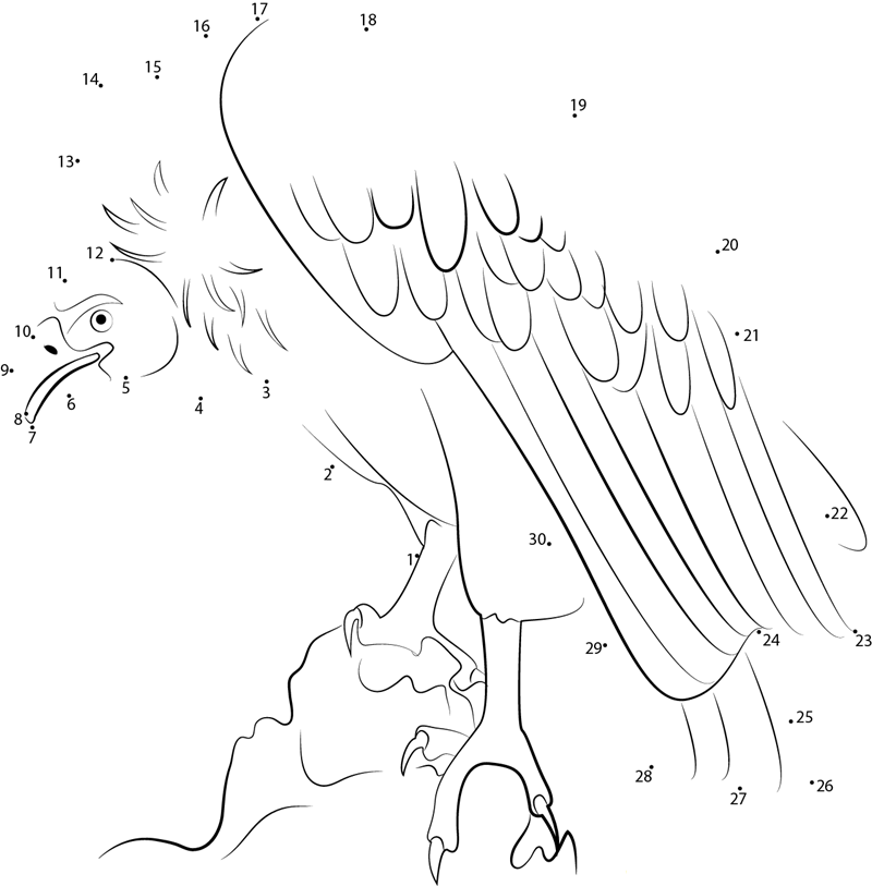 Himalayan Vulture printable dot to dot worksheet