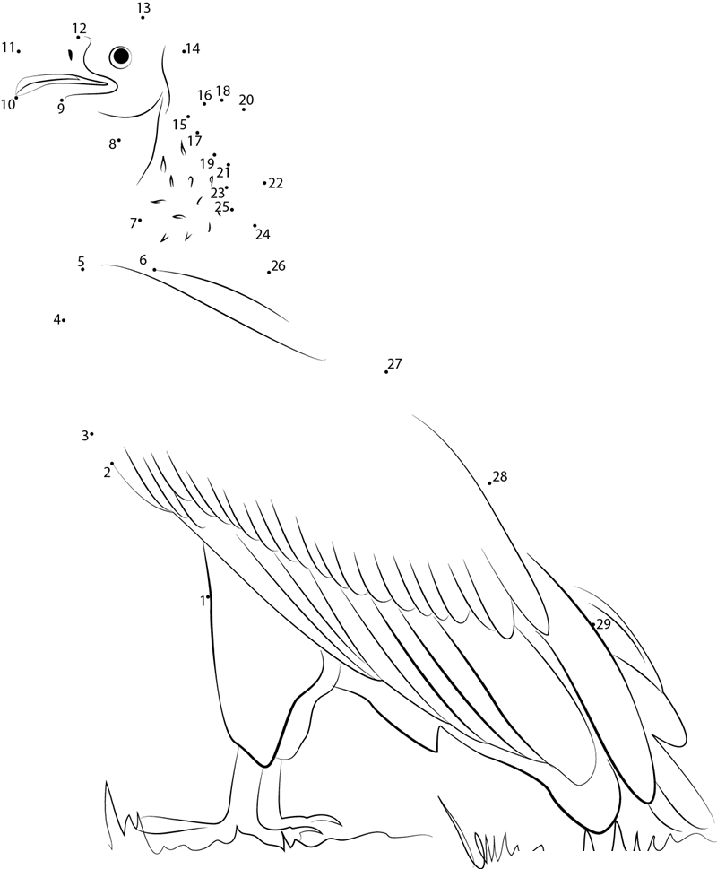 Lappet Faced Vulture printable dot to dot worksheet