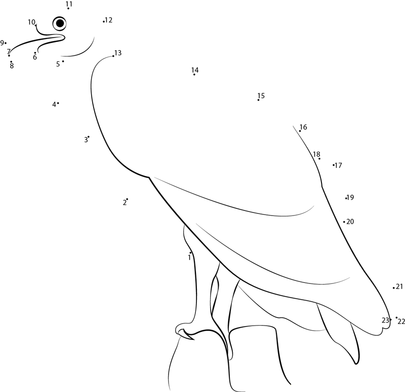 Lesser Yellowheaded Vulture printable dot to dot worksheet