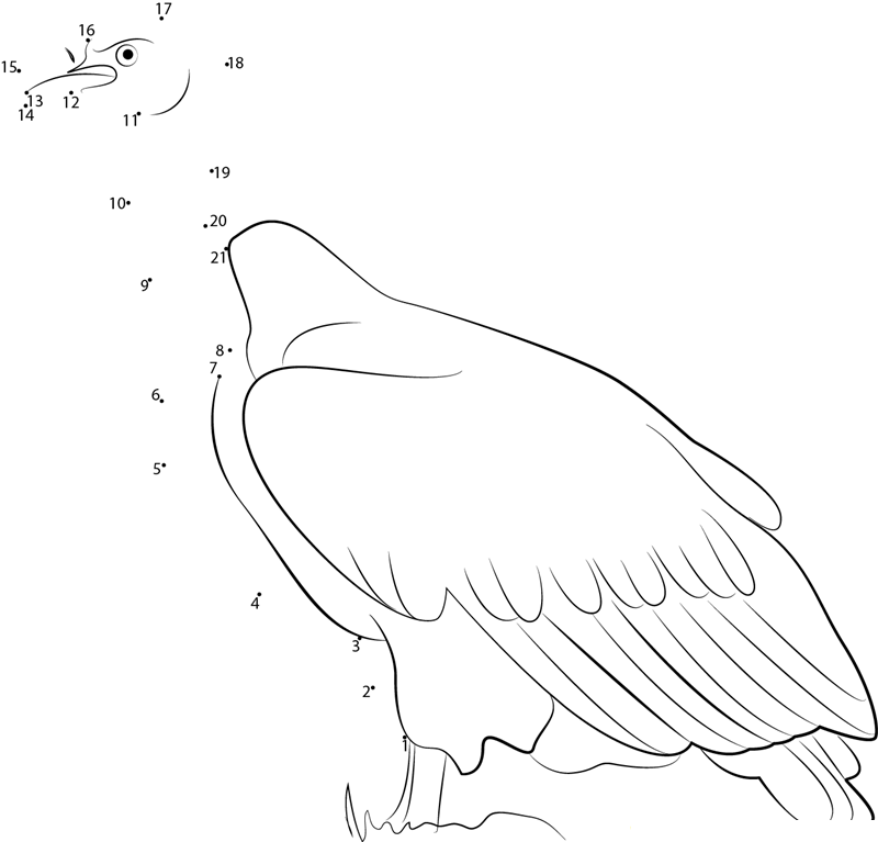 White Backed Vulture printable dot to dot worksheet