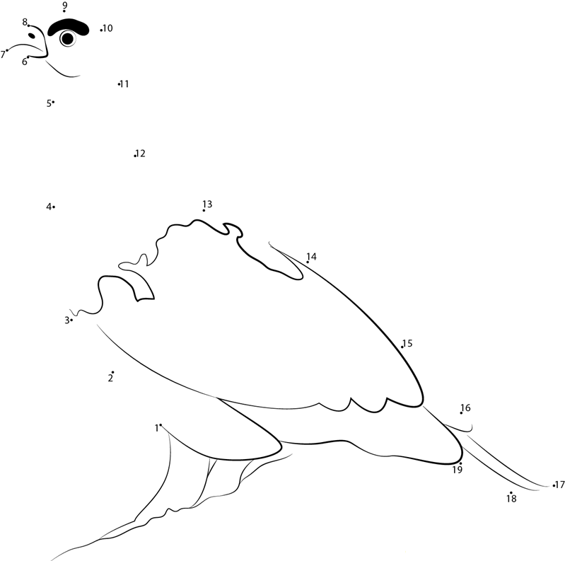 Look Willow Ptarmigan printable dot to dot worksheet