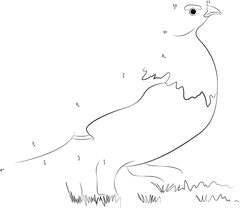 Male Rock Ptarmigan printable dot to dot worksheet