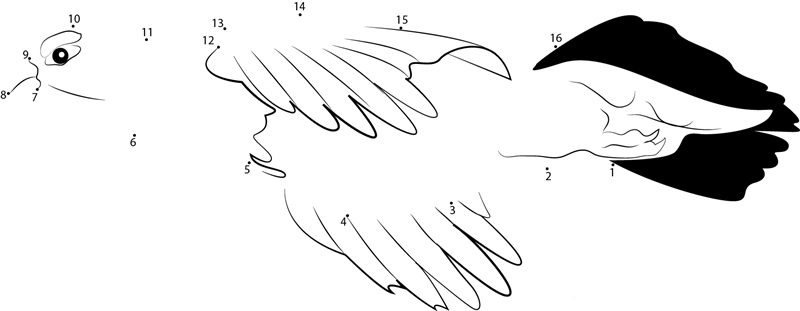 Ptarmigan Male Calling In Flight printable dot to dot worksheet