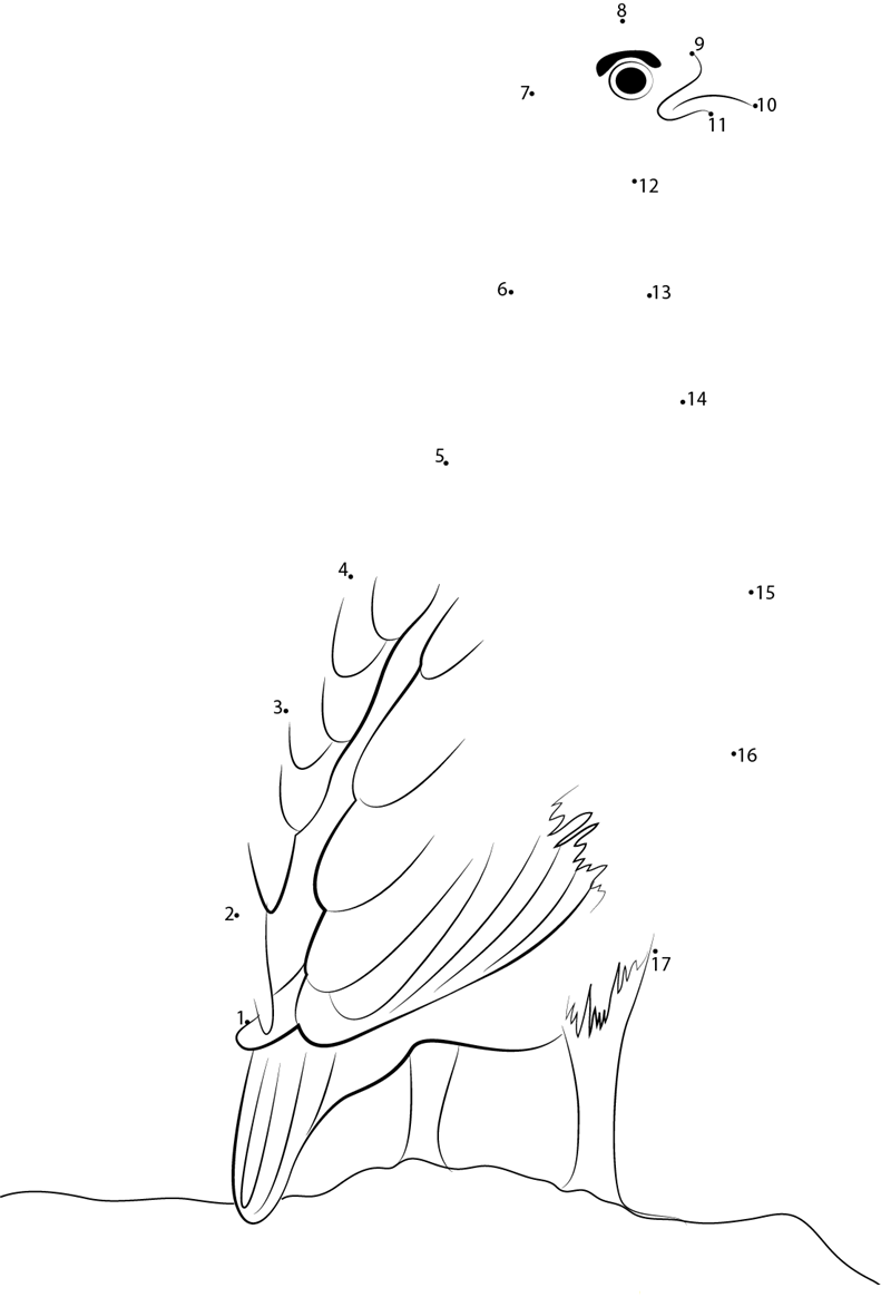 The Most Common Bird printable dot to dot worksheet