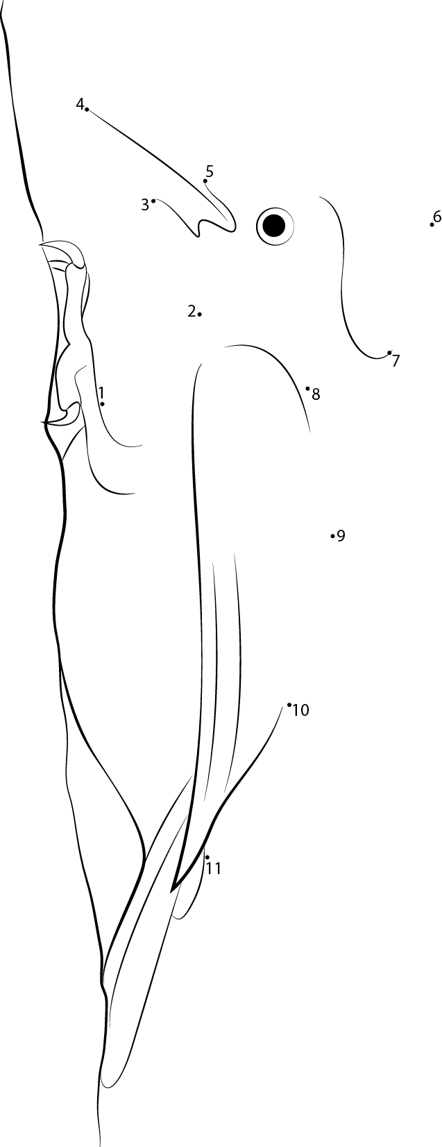 Common Flameback Woodpecker printable dot to dot worksheet
