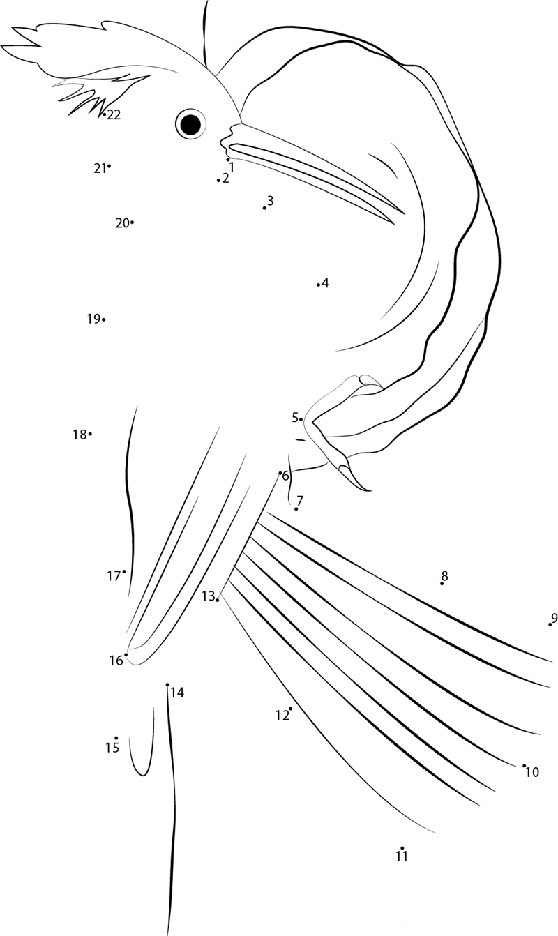 Fancy Woodpecker Bird dot to dot worksheets