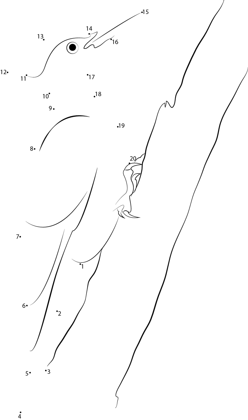 Male Pileated Woodpecker printable dot to dot worksheet