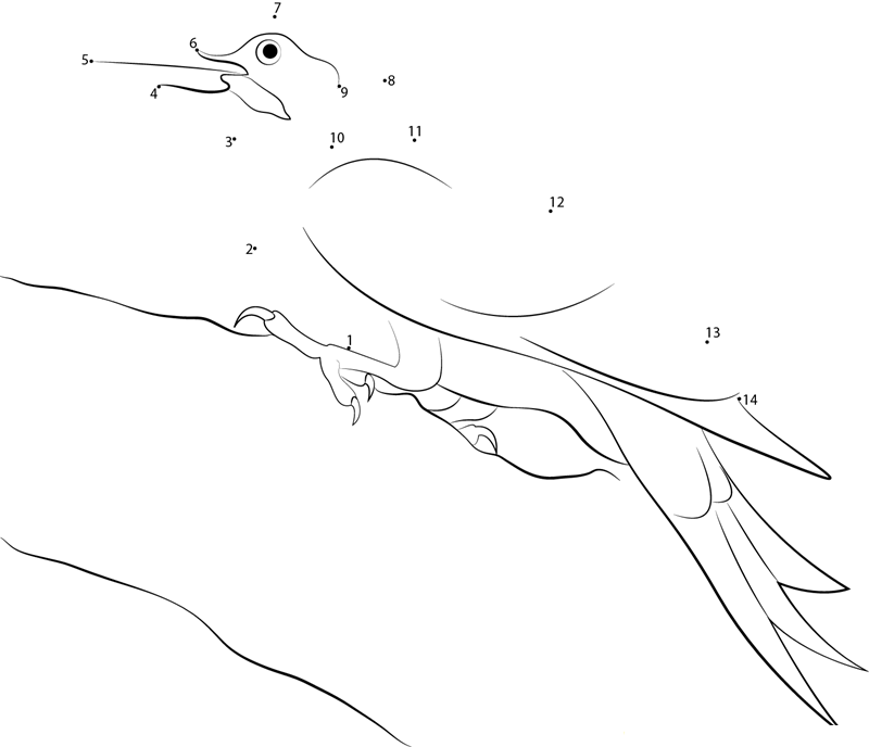 Pileated Woodpecker dot to dot worksheets