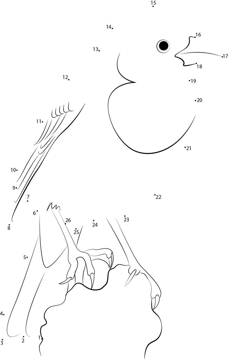 Aged Female Yellowheaded Blackbird printable dot to dot worksheet