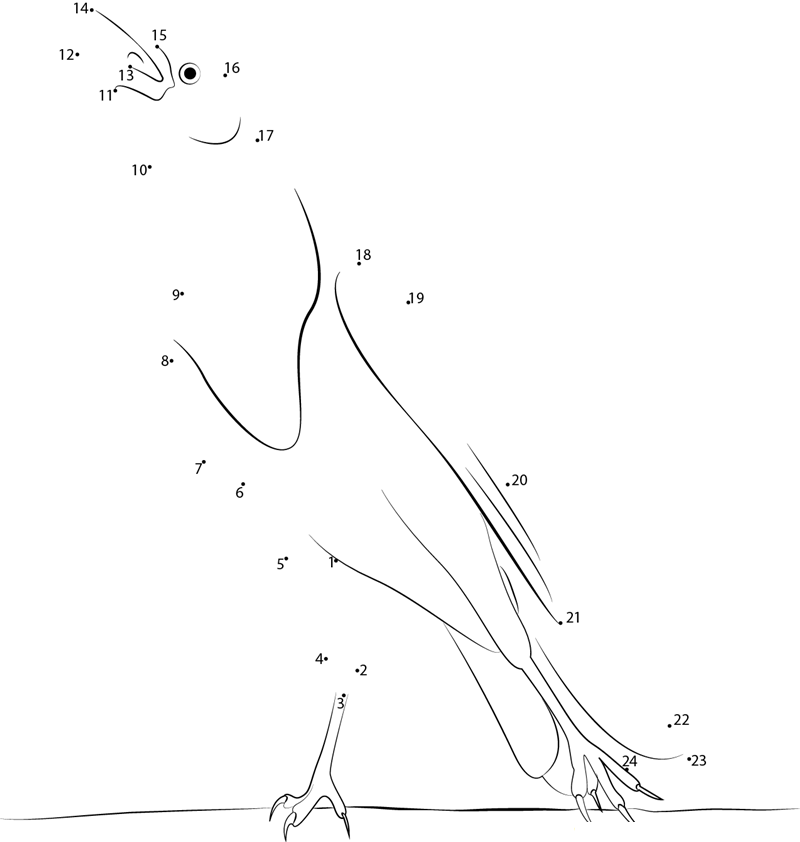 Jumping Yellowheaded Blackbird dot to dot worksheets