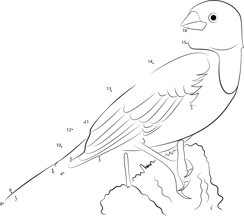 Yellowheaded Blackbird Sitting On Tree printable dot to dot worksheet