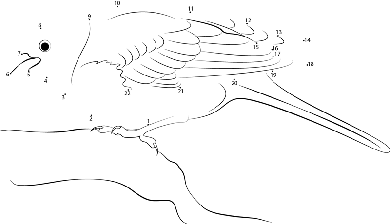 Look Yellowhammer dot to dot worksheets