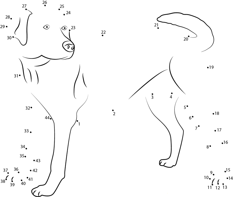 Labrador Looking dot to dot worksheets