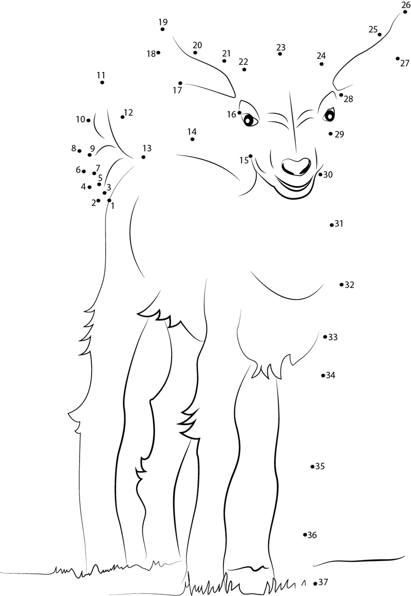 Baby Goat dot to dot worksheets