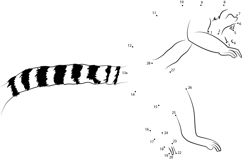 Ring Tail Lemur Leaping printable dot to dot worksheet