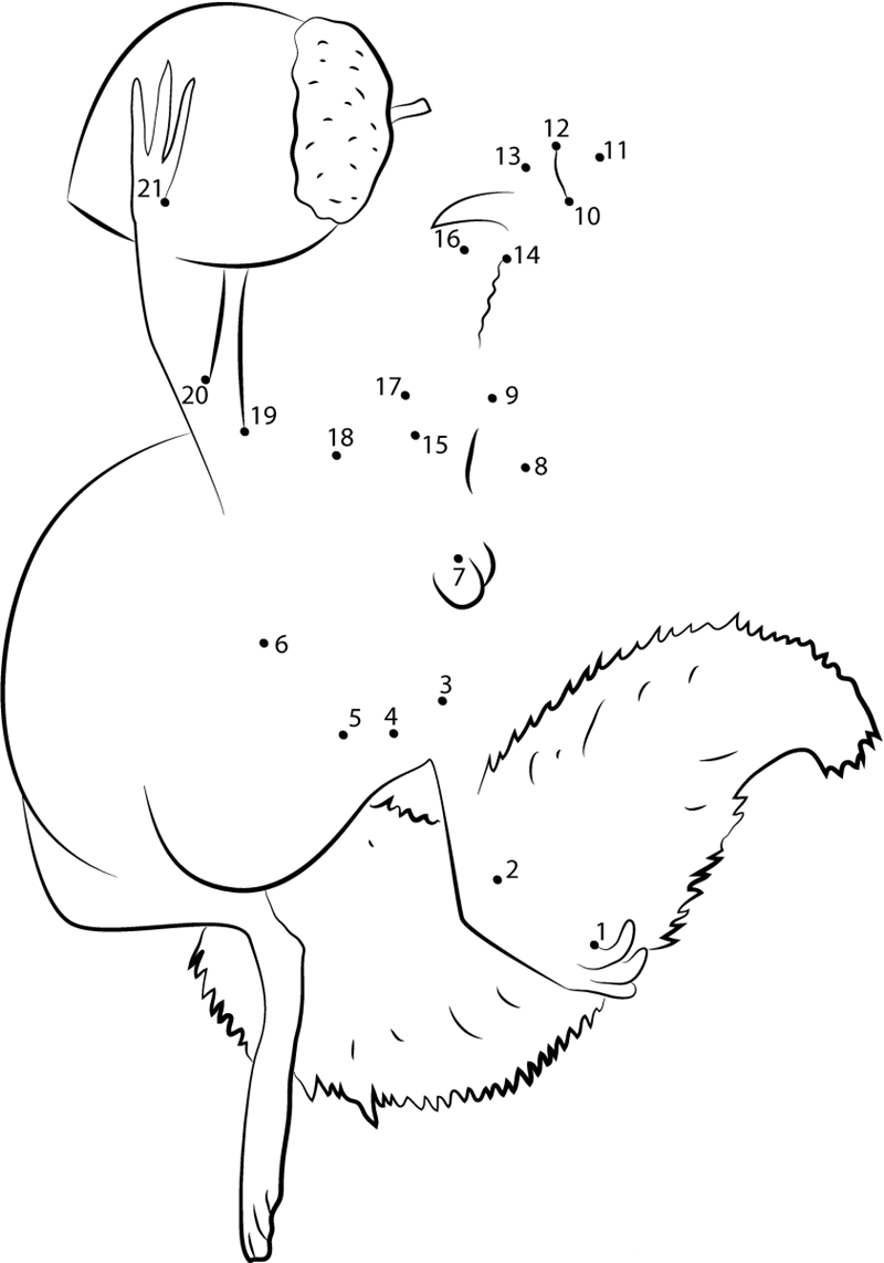 Scrat printable dot to dot worksheet