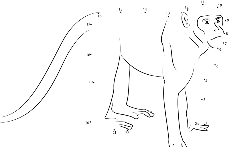 Patas Monkey Up Close dot to dot worksheets