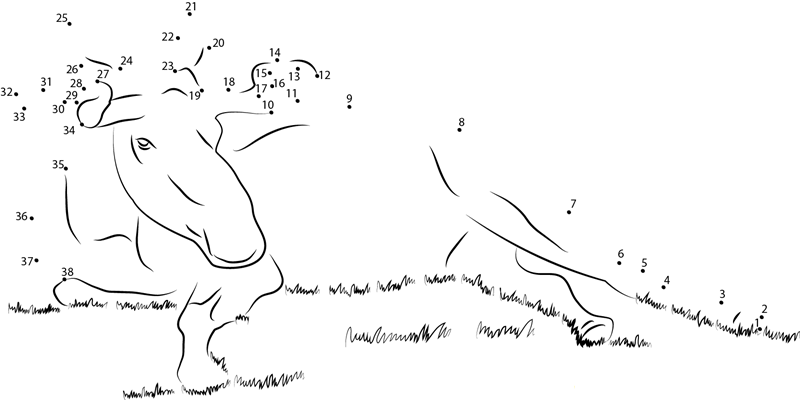 Bull Moose Lying On A Lawn dot to dot worksheets